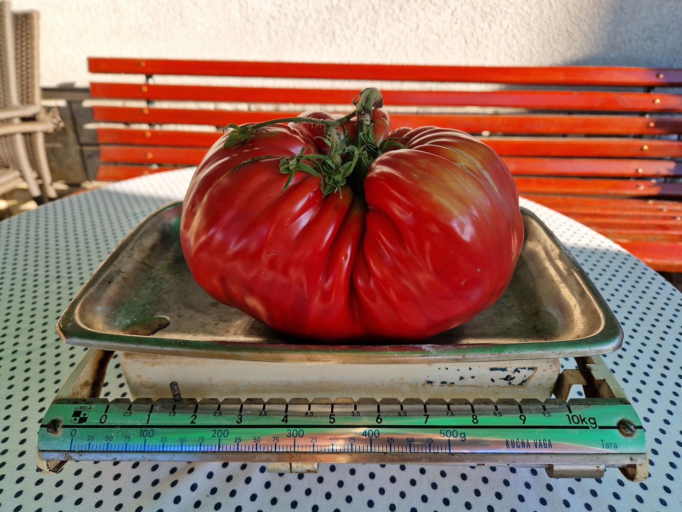 Višnja ubrala rajčicu od umalo dva kilograma