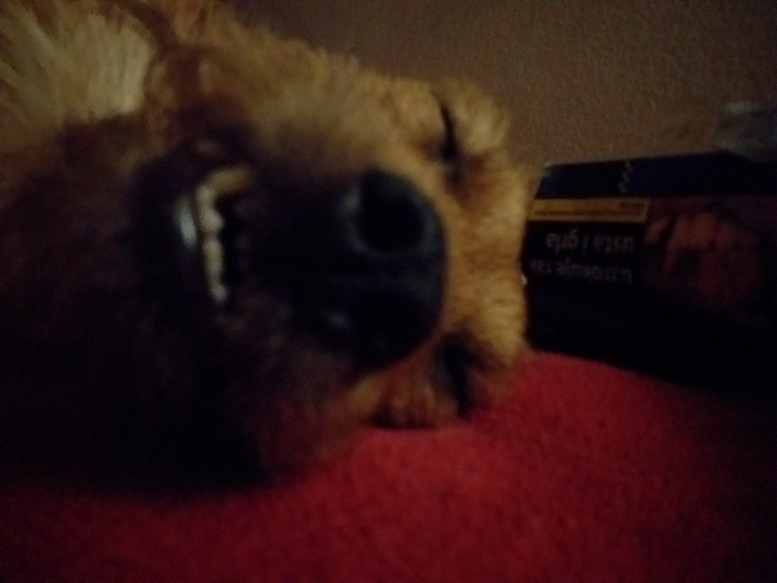 Na savjetovanju nacrt promjena odluke Grada Karlovca o kućnim ljubimcima